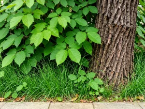 Residents talking quietly on a shaded residential walkway